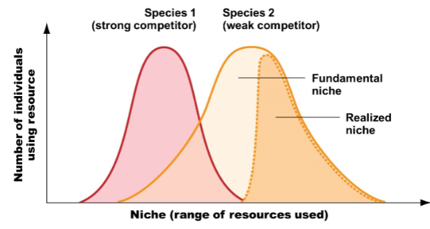 <p>minimized ecological niche, which is the parts of the niche that are not as competitive</p>