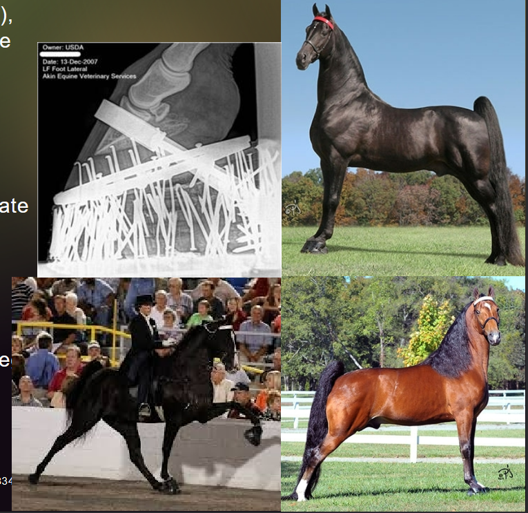 <p>tall horse, long neck, long slopping shoulder (45 degree),</p><p>long sloping hips, with top line sloping from withers to the</p><p>rump, bottom line is longer than top line, small ears</p>