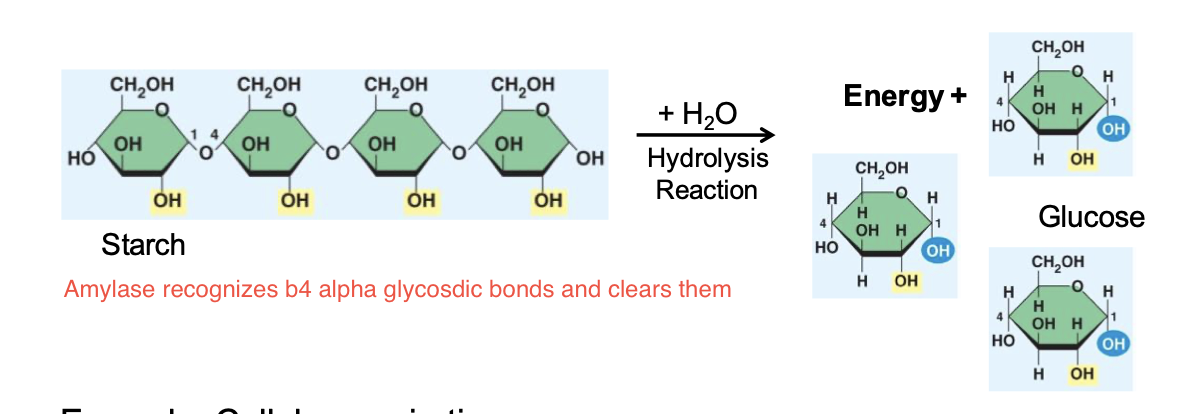 <p>Breakdown of starch into glucose and&nbsp;Cellular respiration</p>