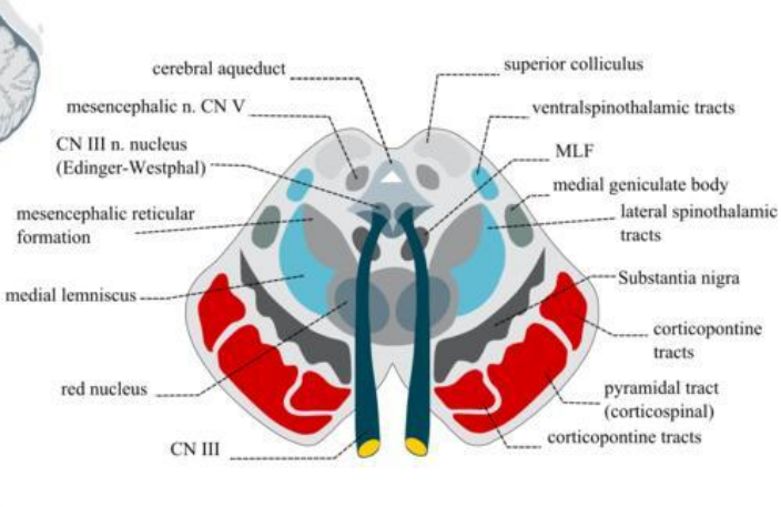 <p><strong>Inhibitory</strong>, used by substantia nigra of <strong>midbrain </strong></p><p>Uses 2nd messenger system</p>