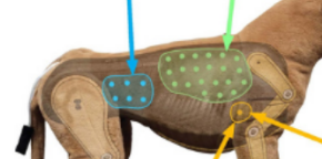 <p>What is usually heard in the yellow circle (right side)</p>