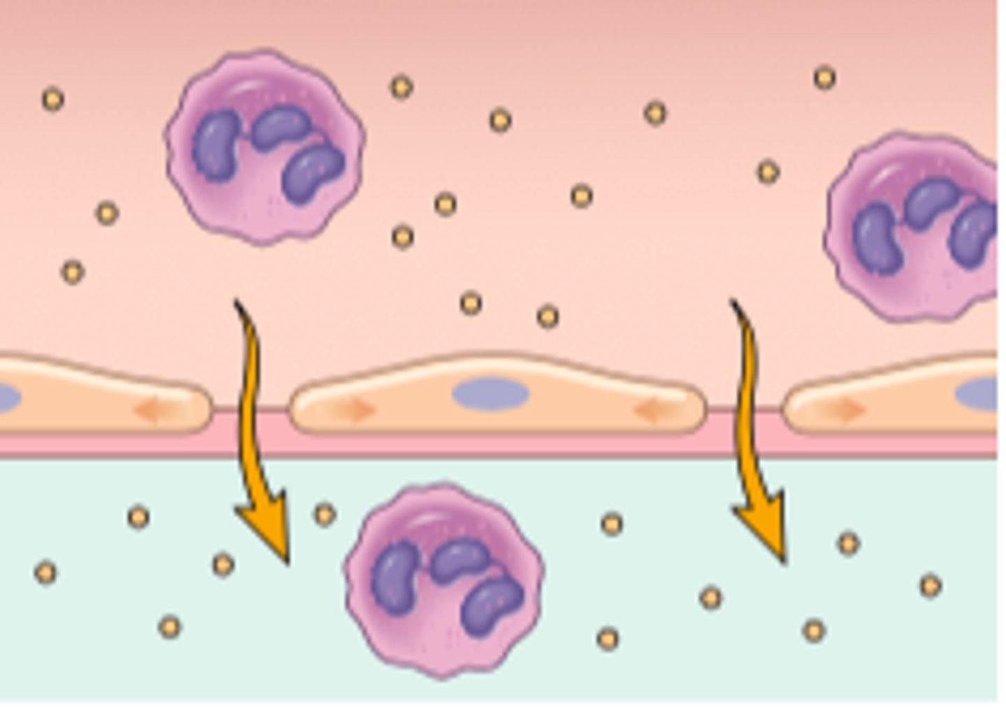 <p>Squamous cells that line walls of blood vessels</p>