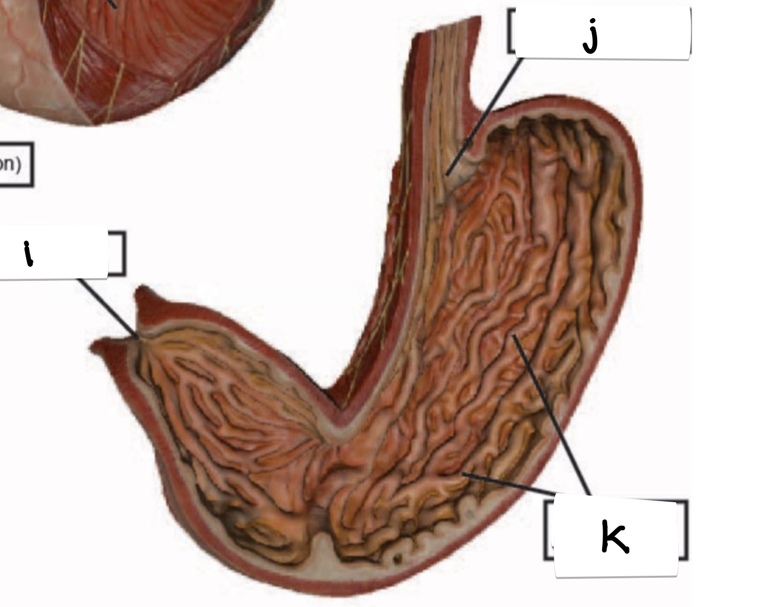 <p>what is labeled j on this stomach model?</p>