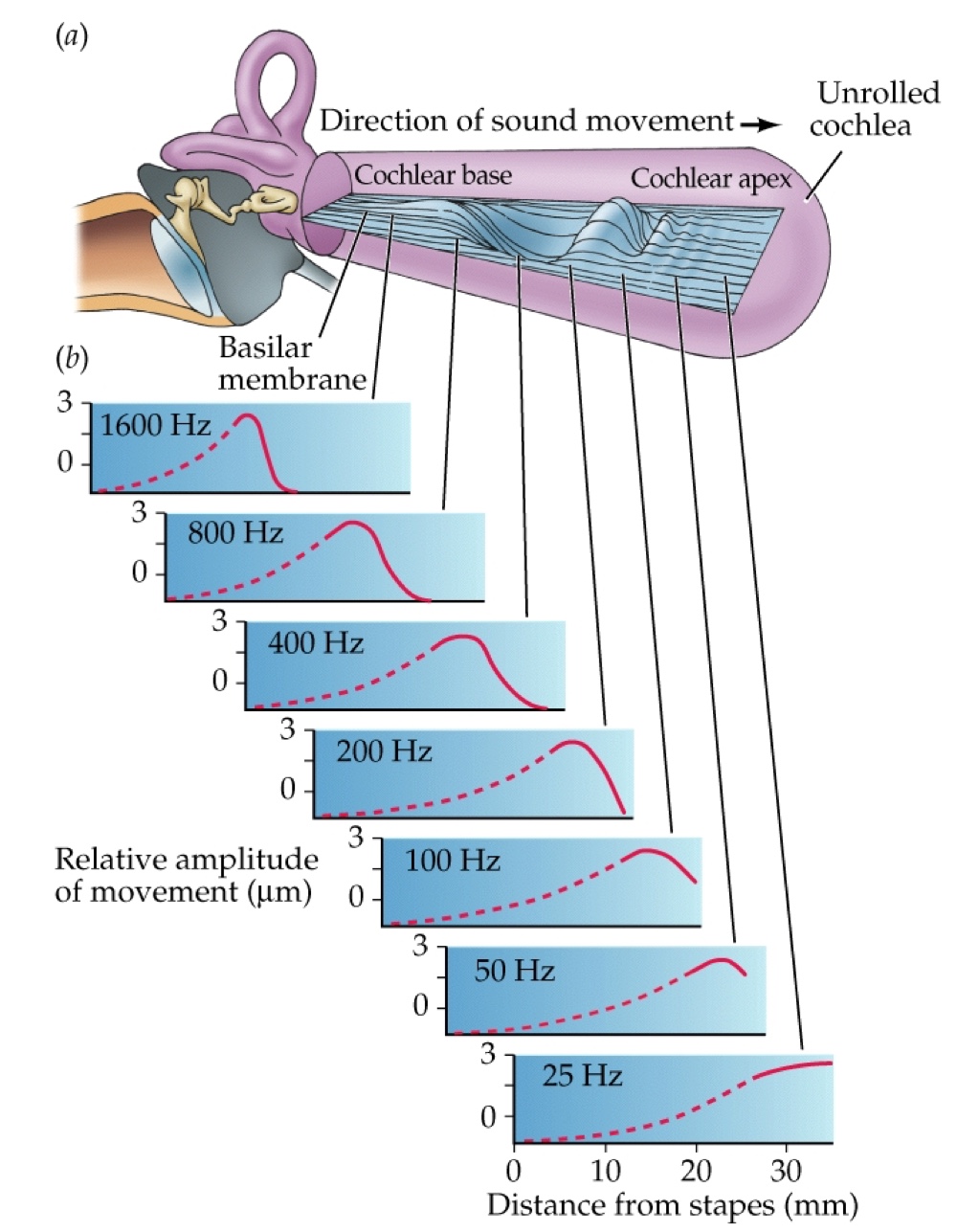 <p>Sound waves enter the pinna and ear canal, vibrating the tympanic membrane. The vibrations pass along the ossicles (bones) to the oval window, causing the basilar membrane to vibrate.</p>
