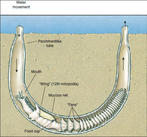 <p><em>Chaetopterus</em> </p>