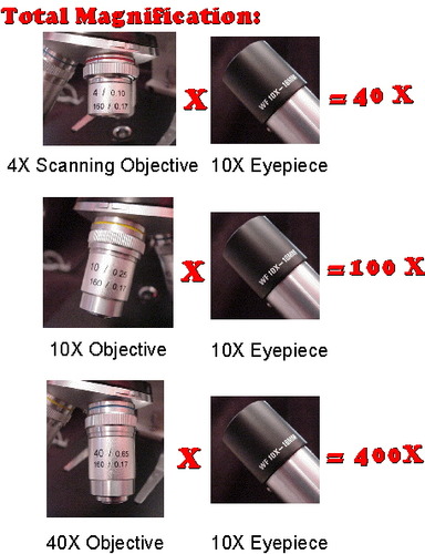 Magnification = magnification of eyepiece x magnification of objective lens