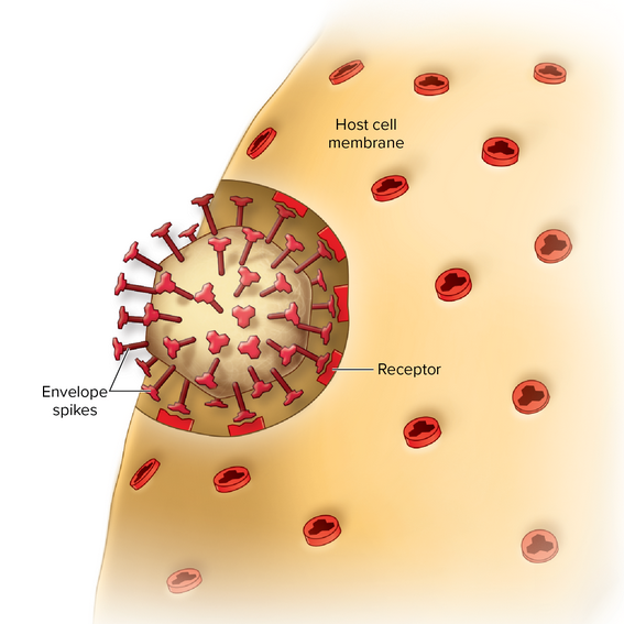 <p>A virus can invade its host cell only through making an exact fit with a specific host molecule<br>• The virus encounters a susceptible host cell and adsorbs specifically to receptor sites on the cell membrane<br>• The membrane receptors that viruses attach to are usually proteins that the cell requires for its normal function<br>• Glycoprotein spikes on the envelope (or on the capsid of naked viruses) bind to the cell membrane receptors</p><p>Host range: the range of cells that a virus can infect:<br>• Hepatitis B (restricted): only the liver cells of humans<br>• Poliovirus (moderate): intestinal and nerve cells of primates<br>• Rabies (broad): various cells of all mammals<br>Cells that lack compatible virus receptors are resistant to adsorption and invasion by that virus<br>Tropisms: specificities of viruses for certain tissues</p>