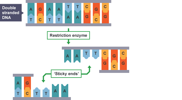 <p><strong>staggered</strong> cuts through a double-stranded DNA, resulting in <strong>overhanging</strong> nucleotides</p><ul><li><p>Called “sticky” as unpaired nucleotides will be <strong>attracted</strong> to a <strong>complementary set</strong> of unpaired nucleotides</p></li><li><p>Ensures an inserted gene is <strong>oriented correctly</strong></p></li></ul><p></p>
