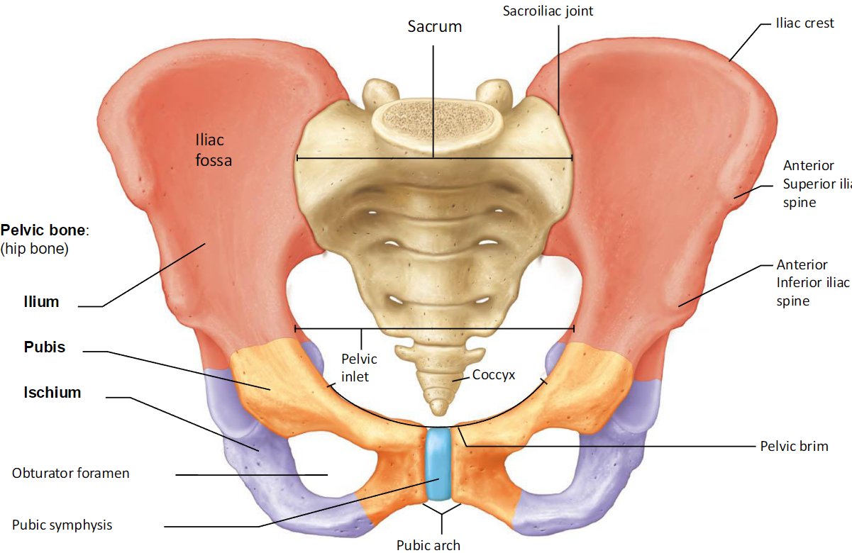 <ul><li><p>Ilium</p><ul><li><p>Superior region</p></li><li><p>Articulates with sacrum</p></li></ul></li><li><p>Ischium</p><ul><li><p>Posteroinferior part of hip bone</p></li></ul></li><li><p>Pubis</p><ul><li><p>Anterior portion of hip bone</p></li><li><p>Joins at pubic symphysis joint</p></li></ul></li></ul><p></p>