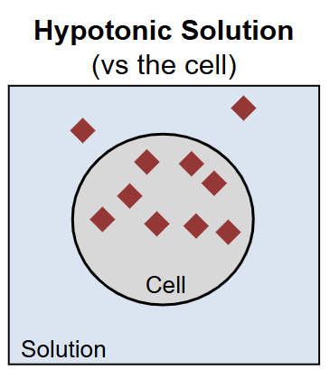 <p>The solution is less concentrated as the cell</p>