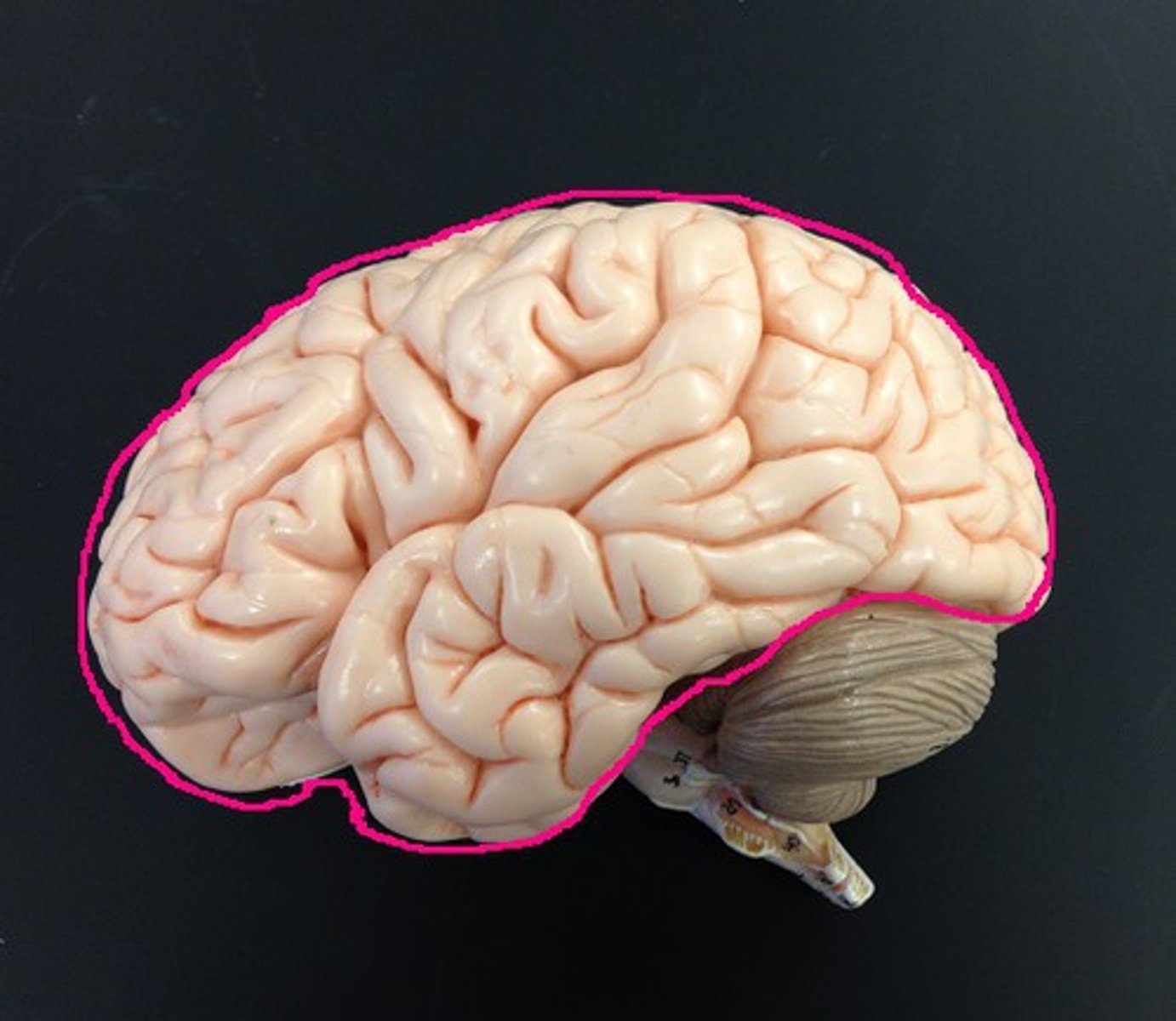 <p>area of the brain responsible for all voluntary activities of the body; functions in intellectual and emotional processing</p>