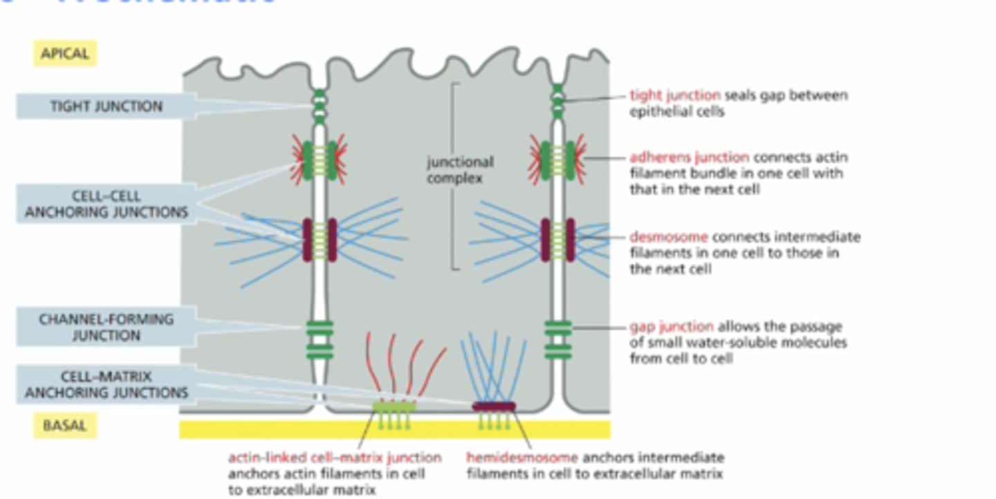 <p>seals gaps between epithelial cells = sheets of epithelial cells enclose</p><p>--&gt; prevent apical and basolaterla proteins from diffusing into irong area</p>