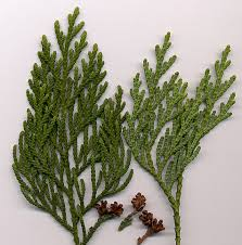 <p><em>Thuja occidentalis</em></p>