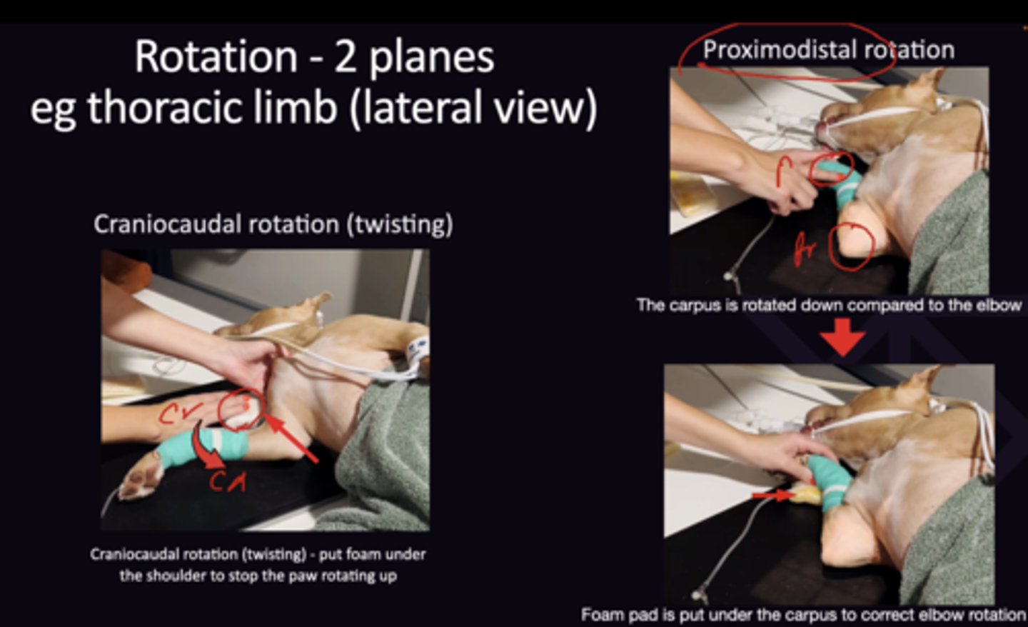 <p>1. Foam Wedges, Sand Bags, Tape</p><p>2. Put Foam under the shoulder to stop the paw rotating up</p><p>3. The carpus and elbow are rotated the same</p><p>4. Check that the spine is the same distance from the table all the way along</p><p>5. Check spine and sternum are the same distance from the table</p>