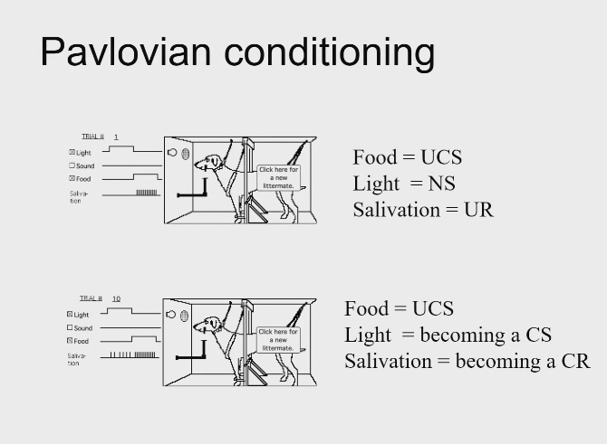 <p>Pavlovian conditioning - picture e.g. light (cs)  = salivation (cr) </p>