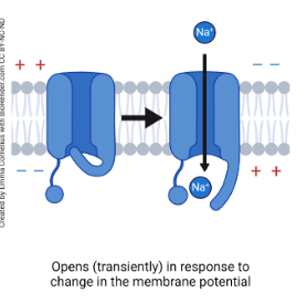 <p>enable the passage of selected inorganic ions across cell membranes<span> that open and close in response to changes in transmembrane voltage, and signal neurons</span></p>