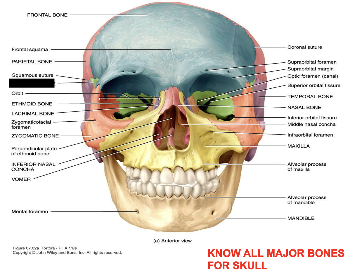 this is the skull, what major bone is this?