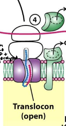 <p>The SRP and SRP receptor both hydrolyze GTP and dissociate. The ribosome resumes translation through the translocon.</p>