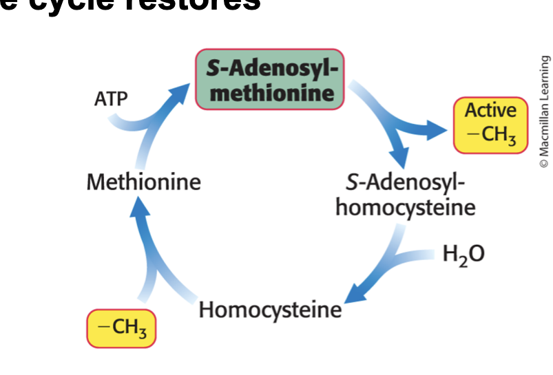 <p>methyl group of methonine which the folate cycle restores</p><ul><li><p>SAM loses active -CH3 → s-adenosylhomocysteine → hydrolyzed to homocysteine → gains -CH3 group (from folate cycle) to become methionine → ATP to become SAM</p></li></ul><p></p>
