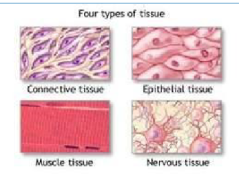 <p>Covers surfaces, lines organs (e.g. skin, intestine lining)</p>