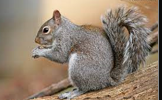 <p>back grizzled dark/pale gray w/ cinnamon tones; prominent tapering ears</p>