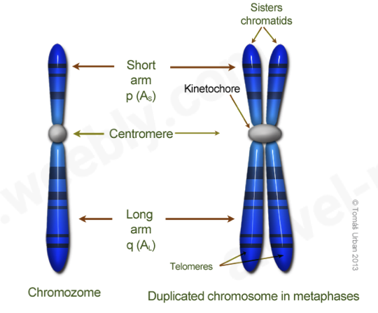 <ul><li><p><span>protective sequence of nucleotides found at the ends of chromosomes</span></p></li></ul>