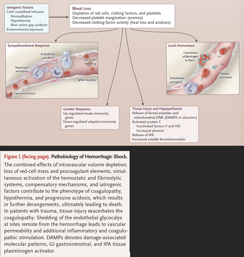<p>Hypovolemia and vasoconstriction cause hypoperfusion and end-organ damage in the kidneys, liver, intestine, and skeletal muscle, which can lead to multiorgan failure</p><p>In extreme hemorrhage with exsanginuation, pulselessness results in hypoperfusion of the brain and myocardium, leading to cerebral anoxia and fatal arrhythmias within minutes</p><p>At the site of hemorrhage, the endothelium and blood act synergystically to form a thrombus</p><ul><li><p>Oxygen debt and catecholamine surge eventually induce an endotheliopathy through shedding of the glycocalyx</p></li></ul><p></p>