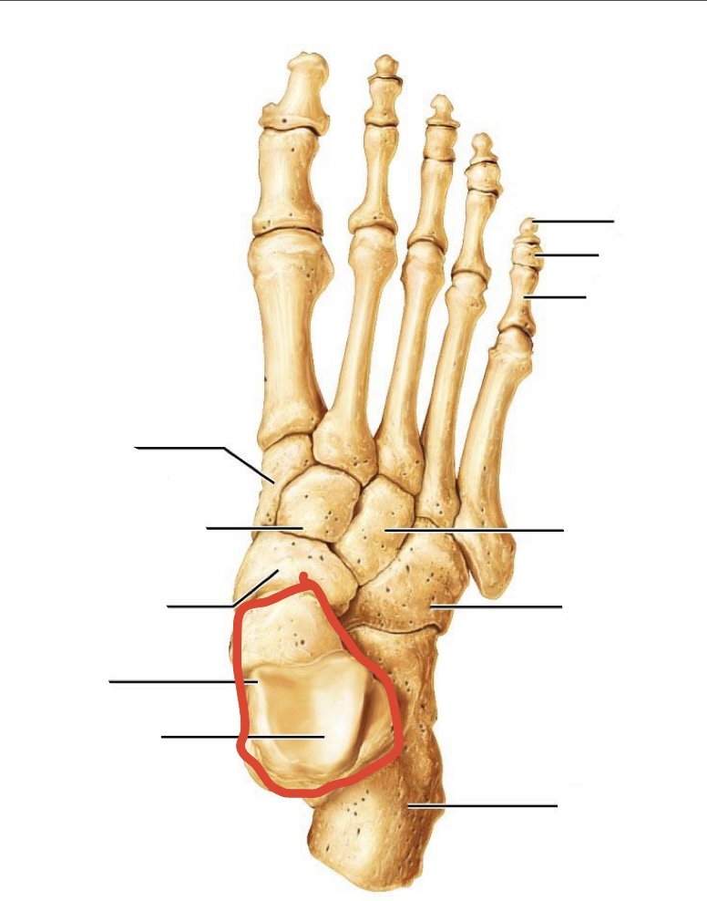 <p>tarsal bones</p>