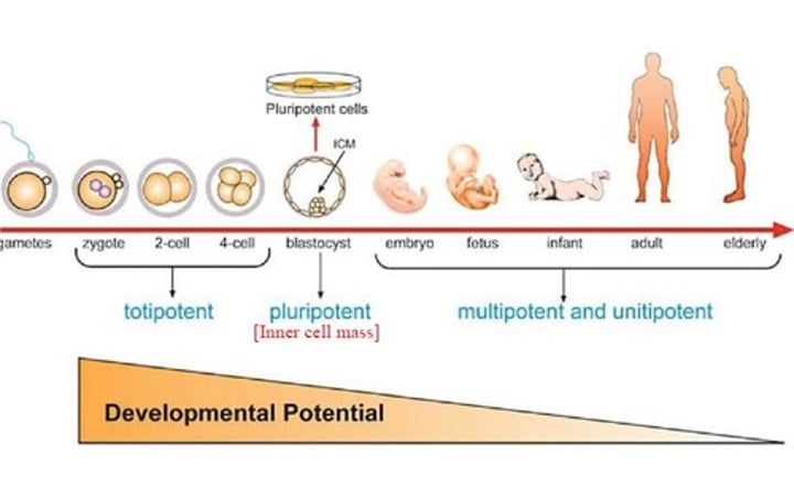 <p>Cells with the greatest differentiation potential. Can divide to form any embryonic cell, as well as any extraembryonic cell.</p>