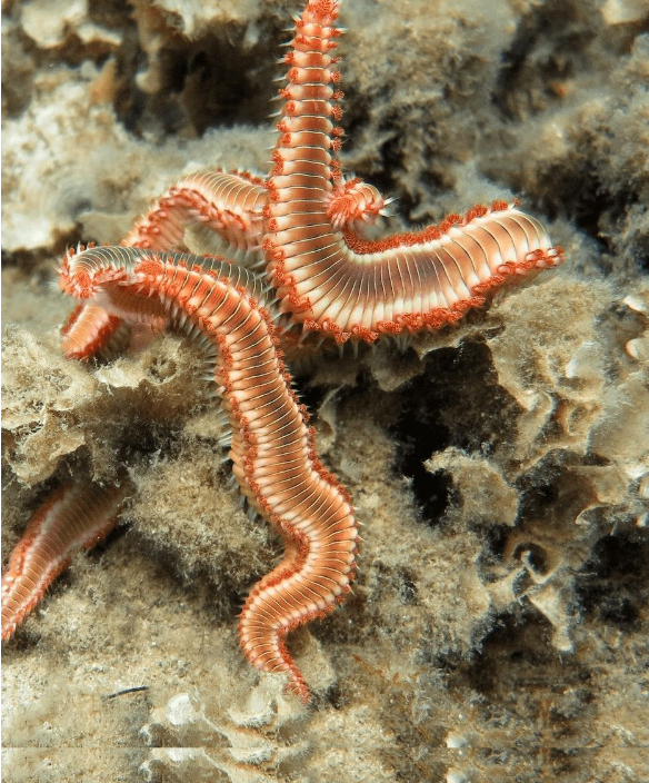 <p>- Bristle worms - Generally marine - Contain bristles called &quot;chaetae&apos; made of chitin - Dioecious (sperate genders) - Don&apos;t have permanent sex organs - Scavengers (decomposer) and/or predators</p>
