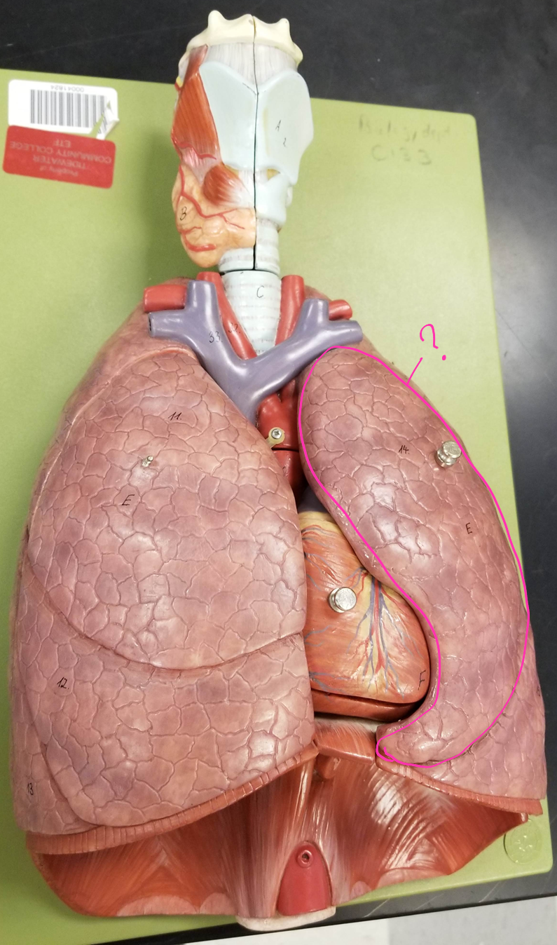 <p>what is outlined?</p>