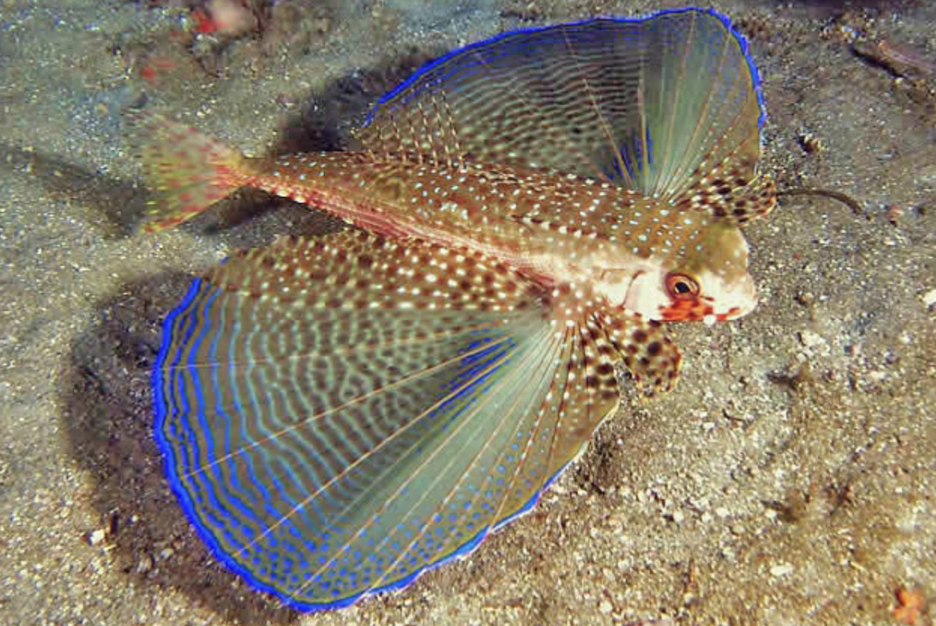 <p>Dactylopteridae</p>