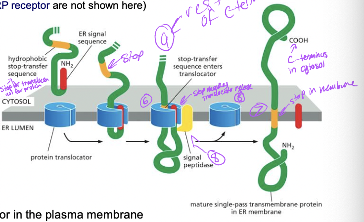 * N-terminal ER signal sequece 


1. translation begins at N-terminus, ER signal sequence emerges 

   
   1. recognized bt SRP and this stops translation 
2. SRP-ribosome complex → SRP receptor → translocon

   
   1. translocon opens 
3. protein synthesis resumes with protein transfer into the ER lumen
4. stop transfer sequence enters translocon

   
   1. internal hydrophobic segment 

      
      1. membrane spanning a-helix
5. protein transfer stops adn transmembrane domain is released into lipid bilayer
6. signal peptidase cleaves n-terminal ER signal sequence adn translocon closes 
7. rest of c-terminus is synthesized