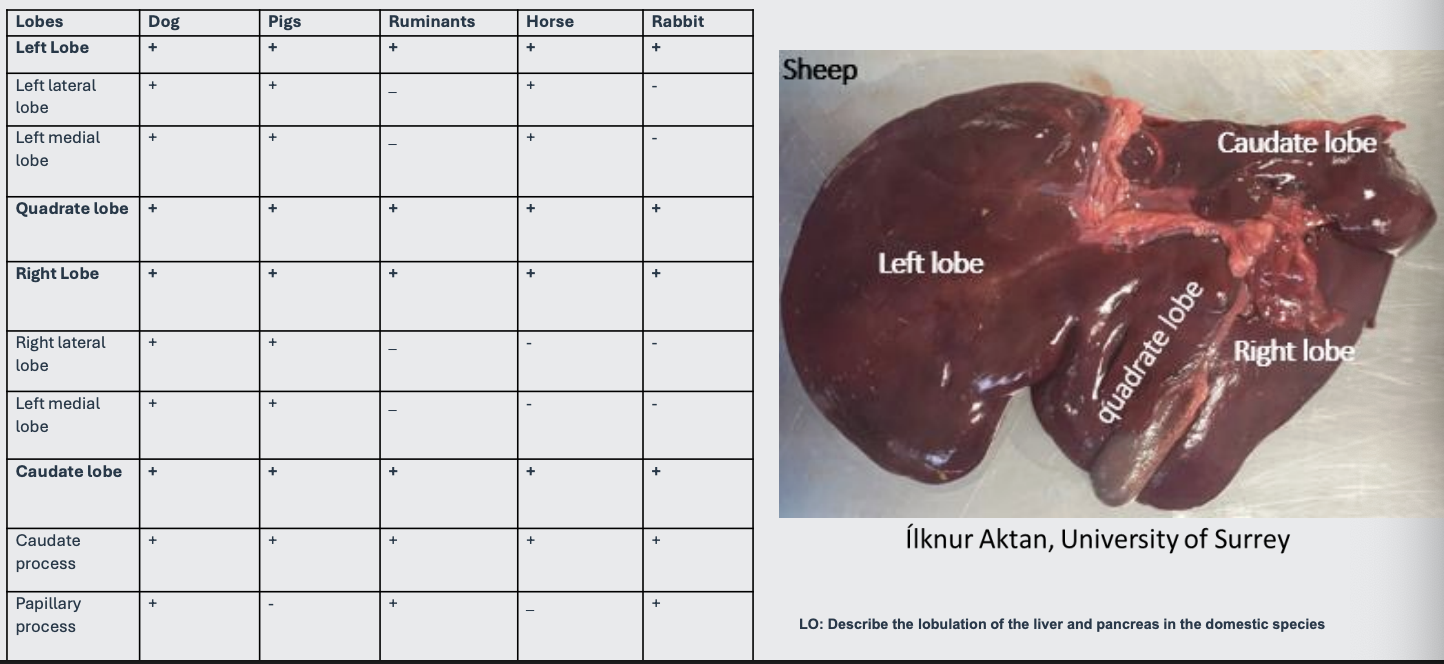 <p>lobes are created by fissures (indentations)</p>