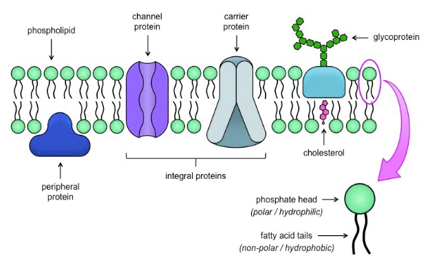 <p>The fluid mosaic model <strong><mark data-color="rgb(52, 69, 127)" style="background-color: rgb(52, 69, 127); color: inherit">describes the structure of cell membranes as a dynamic combination of lipids, proteins, and carbohydrates that are constantly moving and interacting</mark></strong>. It emphasizes the membrane's fluidity and the mosaic-like arrangement of its components.<span>&nbsp; </span></p>