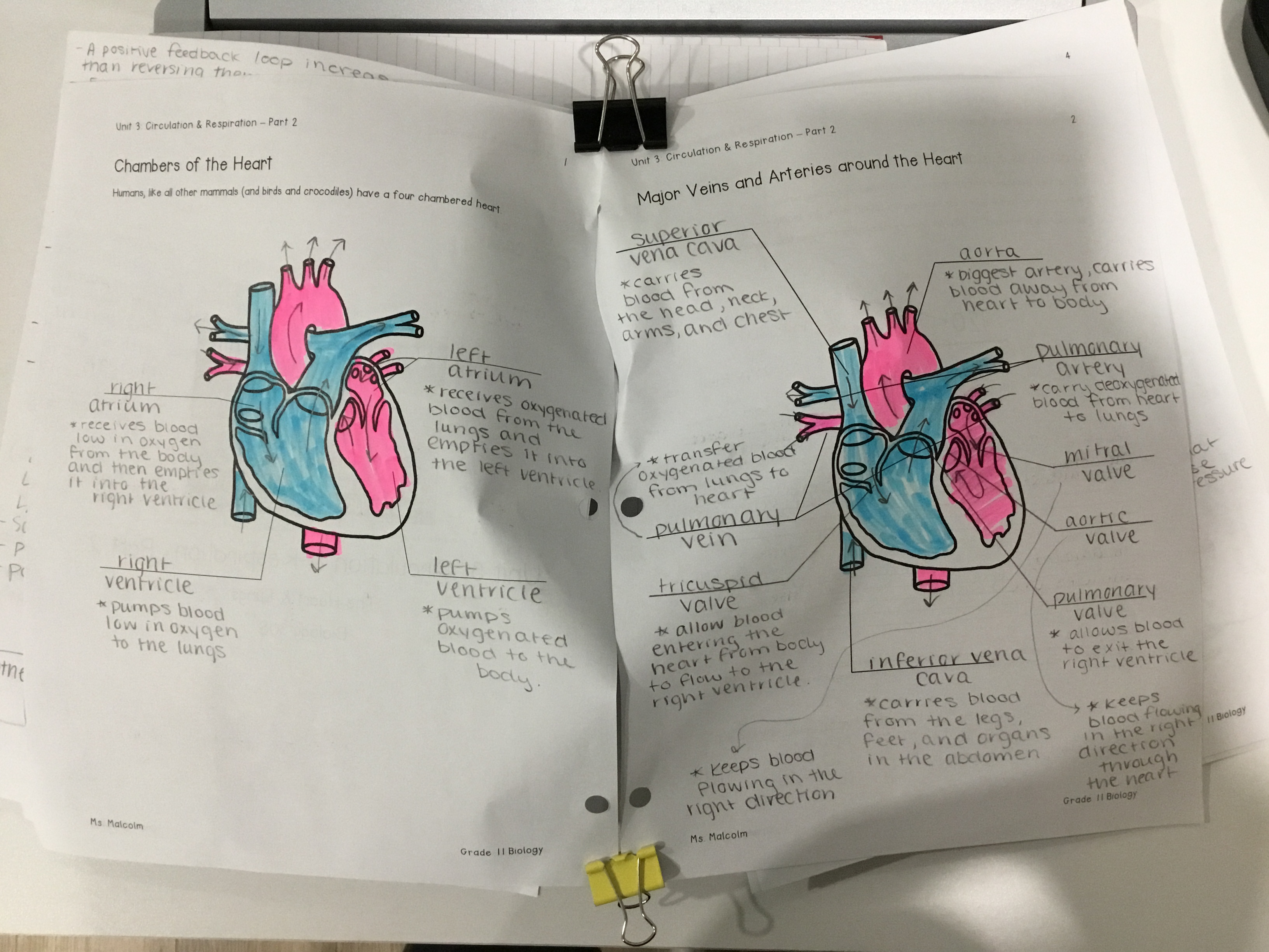 <p>The septum is a thick wall of muscle that separates the left and right ventricles.</p>