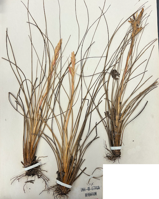 <p><span style="background-color: transparent;"><span>Order? Family?</span></span></p>