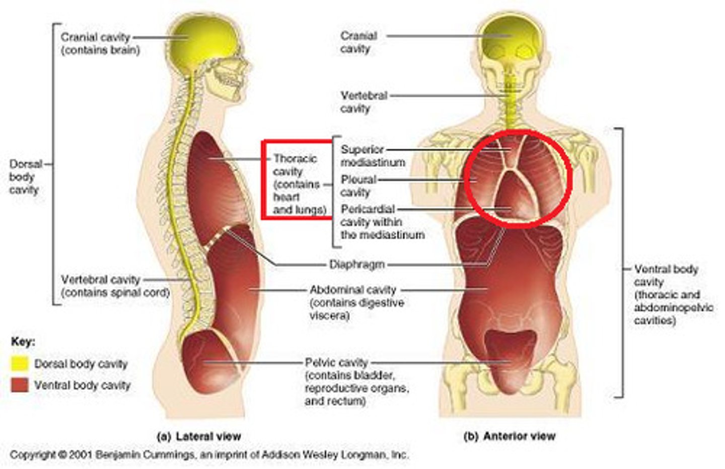 <p>Located superior to the diaphragm. This cavity is divided into three sections.</p><p>1. left pleural cavity - contains left lung</p><p>2. mediastinal cavity - contains trachea, esophagus, and pericardial cavity (which contains the heart)</p><p>3. right pleural cavity - contains right lung</p>