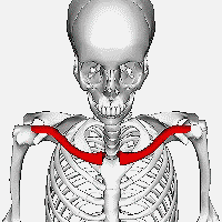 <p>Key Features: Sternal end is round, Acromial end is flat like a spatula</p><p>Memory Trick: Rounded meets flat spatula at shoulder</p>