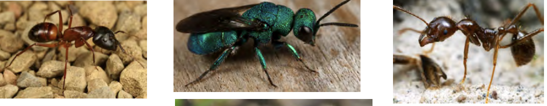 <p>Bees, ants, wasps</p><ul><li><p>holometabolous</p></li><li><p>Morpho</p><ul><li><p>membranous wings when present</p></li><li><p>wings have row of tiny hooks on anterior hindwing region</p></li><li><p>hardbodied with a stinger in the butt</p></li><li><p>have waist</p></li></ul></li><li><p>pinn</p></li></ul><p></p>