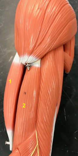 <p>What is the muscle indicated by the yellow 1? Origin? Insert?</p>