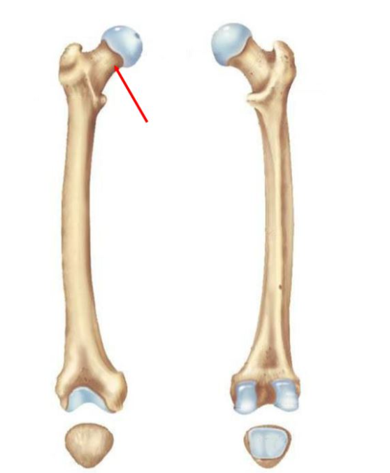 The indented region indicated in the figure is the