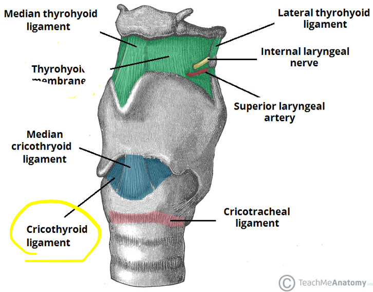 <p>connects trachea to the larynx </p>