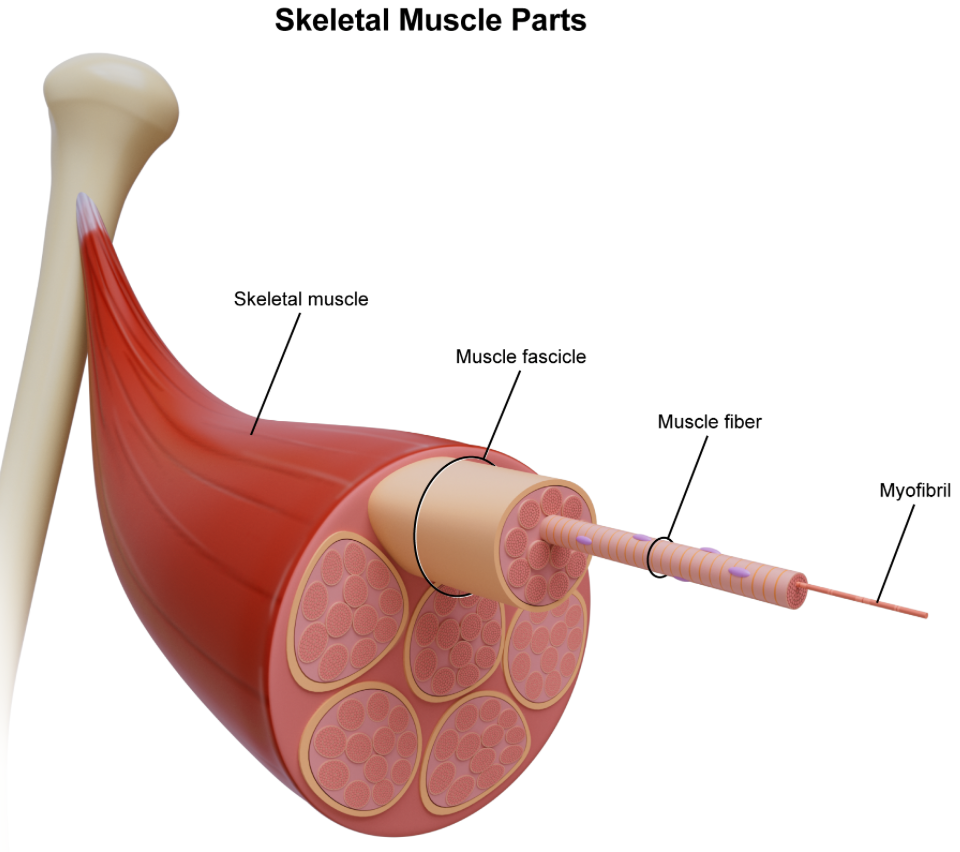 <p><strong>A. myofibril, muscle fiber, muscle fascicle, skeletal muscle</strong></p>