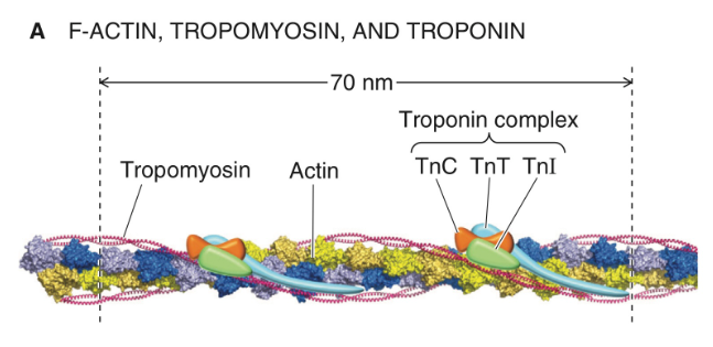 <ul><li><p>G-actine → F-actine </p><ul><li><p>globulair (monomeer) → filamenteus (polymeer)</p></li></ul></li><li><p>tropomyosine blokkeert bindingsplaatsen voor myosine op actine</p></li><li><p>troponine complex</p></li></ul><p></p>