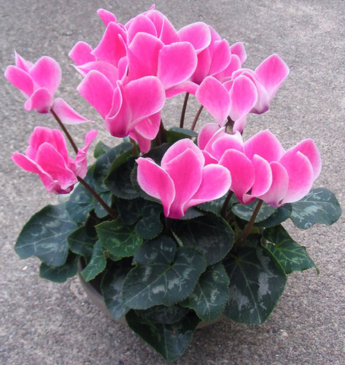 <p>Cyclamen persicum</p>