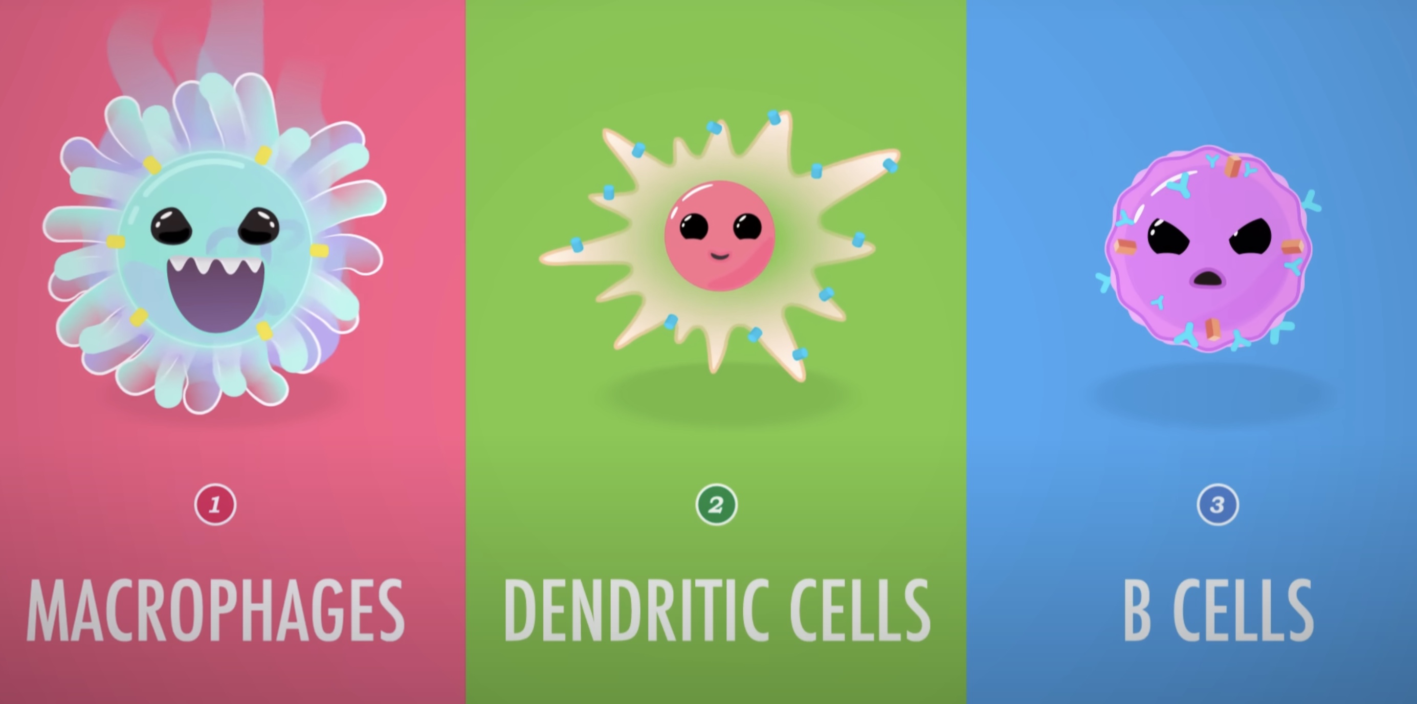 <p>Both</p><ul><li><p><strong>Macrophages</strong></p></li><li><p><strong>Dendritic Cells</strong></p></li></ul><p>are a <span style="color: blue"><strong>TYPE</strong></span> of </p><p></p><p></p>