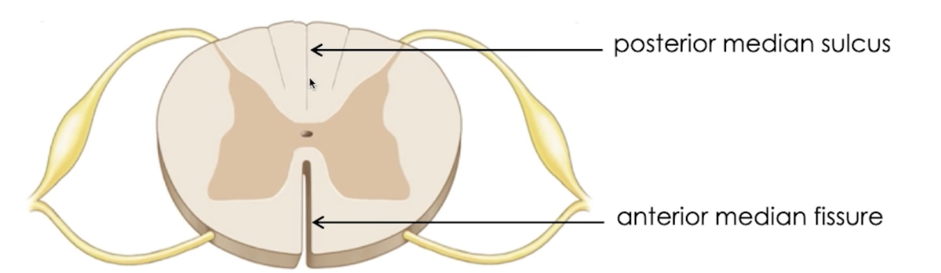 <p>Neural tissue divided into left and right: separated by 2 grooves </p><ul><li><p>Anterior (front) median fissure </p><ul><li><p>*THINK → front = deeper into body, = deeper groove</p></li></ul></li><li><p>Posterior (back) median sulcus </p></li></ul><p></p><p>Grey matter surrounded by White matter</p><p></p>