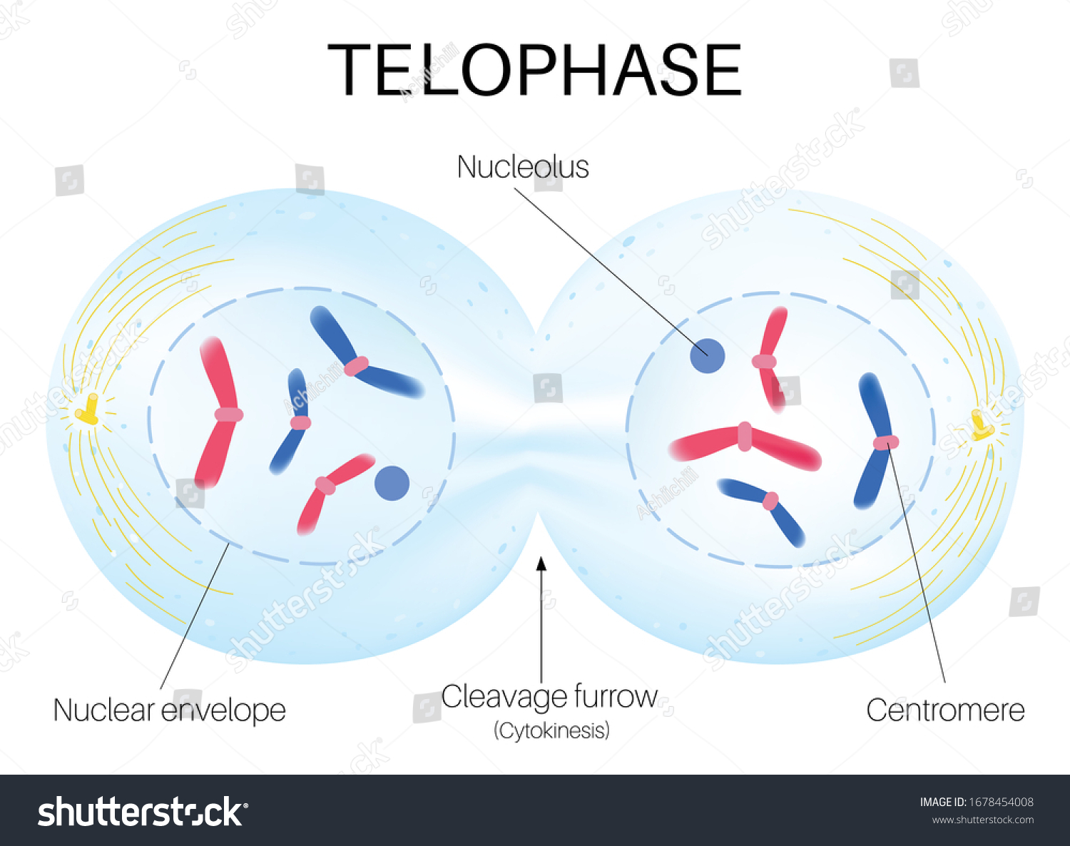 <p>It is the part of mitosis where the condensed chromosomes begin to spread out into chromatin again; spindles release and the nuclear envelope/nucleolus reform in each daughter nucleus.</p>