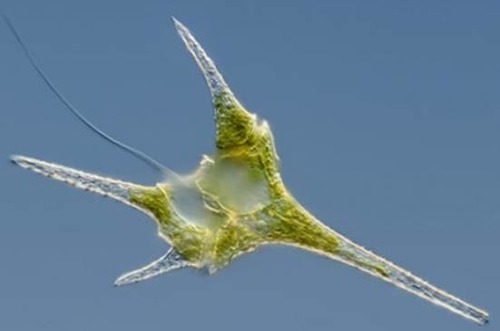 What is this species 